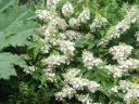 rośliny ozdobne - Hortensja bukietowa Ammarin (Hydrangea paniculata Ammarin) /C3 *17