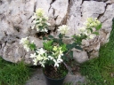 sadzonki - Hortensja bukietowa Ammarin (Hydrangea paniculata Ammarin) /C3 *17