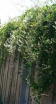 sadzonki - Rdestówka Auberta (Fallopia aubertii) C2/80cm