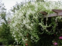 sadzonki - Rdestówka Auberta (Fallopia aubertii) C2/80cm