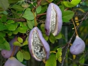 rośliny ozdobne - Akebia pięciolistna Alba (Akebia quinata Alba)