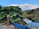 rośliny ogrodowe -  Gunera olbrzymia (Gunnera manicata) /C30