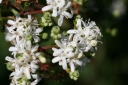 rośliny ozdobne - Heptakodium chińskie (Heptacodium miconioides) C2/80cm *K13