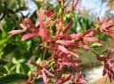sklep ogrodniczy - Heptakodium chińskie (Heptacodium miconioides) C2/80cm *K13