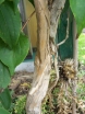 rośliny ozdobne - Heptakodium chińskie (Heptacodium miconioides) C2/80cm *K13