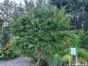 rośliny ozdobne - Heptakodium chińskie (Heptacodium miconioides) C2/80cm *K13