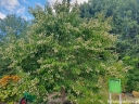 sadzonki - Heptakodium chińskie (Heptacodium miconioides) C2/80cm *K13