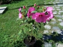 sadzonki - Hibiskus bylinowy XXL (Ketmia Newbiscus Hibiscus x moscheutos) poj. c5