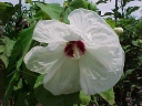 rośliny ozdobne - Hibiskus bylinowy XXL (Ketmia Newbiscus Hibiscus x moscheutos) poj. c1