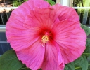 rośliny ozdobne - Hibiskus bylinowy XXL (Ketmia Newbiscus Hibiscus x moscheutos) poj. c1