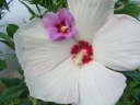 rośliny ozdobne - Hibiskus bylinowy XXL (Ketmia Newbiscus Hibiscus x moscheutos) poj. c1