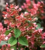 sklep ogrodniczy -  Hortensja bukietowa EARLY SENSATION 'Bulk' na PNIU C5/50(70)cm