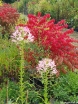 rośliny ogrodowe - Trzmielina Oskrzydlona COMPACTUS Euonymus Allatus C2/30cm