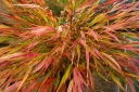sadzonki -  Hakonechloa macra Nicolas