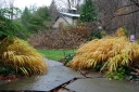 rośliny ozdobne - Hakonechloa macra Nicolas