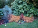 sadzonki - Hakonechloa macra Nicolas