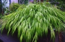 sklep ogrodniczy - Hakonechloa macra Nicolas