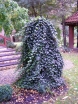rośliny ogrodowe -  Bluszcz pospolity (Hedera helix) C2/30-50cm *K18