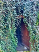 sklep ogrodniczy - Bluszcz pospolity (Hedera helix) C2/30-50cm *K18