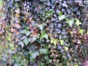 sadzonki - Bluszcz pospolity (Hedera helix) C2/30-50cm *K18