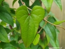 sadzonki - Pochrzyn chiński YAM (Dioscorea batatus) /C2 *8