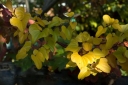 rośliny ozdobne - Pochrzyn chiński YAM (Dioscorea batatus) /C2 *8