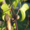 rośliny ogrodowe - Pochrzyn chiński YAM (Dioscorea batatus) /C2 *8
