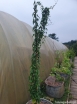 rośliny ozdobne - Pochrzyn chiński YAM (Dioscorea batatus) /C2 *8