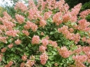 rośliny ogrodowe - Hortensja bukietowa Pink Diamond (Hydrangea paniculata Pink Diamond) /C3