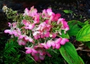 rośliny ozdobne - Hortensja bukietowa Pink Diamond (Hydrangea paniculata Pink Diamond) /C3
