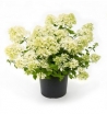 sklep ogrodniczy -  Hortensja karłowa Bombshell (Hydrangea paniculata Bombshell)-C2