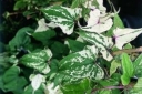 rośliny ozdobne - Pochrzyn chiński Variegata (Dioscorea batatus) C2