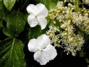 rośliny ogrodowe - Hortensja pnąca (Hydrangea anomala petiolaris) C3/30cm