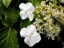 sadzonki - Hortensja pnąca (Hydrangea anomala petiolaris) C3/30cm