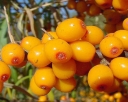 sklep ogrodniczy -  Rokitnik wąskolistny Leikora (Hippophae rhamnoides Leikora) odm. żeńska