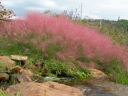 sadzonki - Muhlenbergia capilaris (Włosowata różowa trawa) C2 *K5
