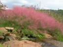 rośliny ozdobne - Muhlenbergia capilaris (Włosowata różowa trawa) C2 *K5