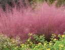 sadzonki - Muhlenbergia capilaris (Włosowata różowa trawa) C2 *K5