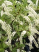 sadzonki - Itea wirginijska (Itea virginica) C2/50cm *K19