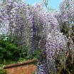 rośliny ogrodowe - Wisteria floribunda DOMINO syn. x formosa 'Issai' (Glicynia kwiecista) P15/30-50cm *27T