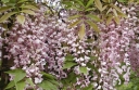 sklep ogrodniczy - Wisteria floribunda Honbeni syn. ROSEA, Pink ice, Glicynia kwiecista C2/40-60cm