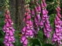 sadzonki -  Naparstnica purpurowa (Digitalis purpurea)