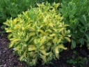 sadzonki -  Rozchodnik okazały Aureovariegatum (Sedum spectabile Aureovariegatum)