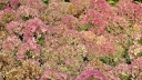 rośliny ogrodowe - Hortensja karłowa Bombshell (Hydrangea paniculata Bombshell)-C2