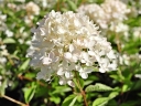 rośliny ozdobne - Hortensja karłowa Bombshell (Hydrangea paniculata Bombshell)-C2