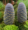 rośliny ogrodowe -  Jodła koreańska Abies koreana P15/30-40cm *K4