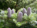 sklep ogrodniczy - Jodła koreańska Abies koreana P15/30-40cm *K4