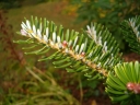 sadzonki - Jodła koreańska Abies koreana P15/30-40cm *K4