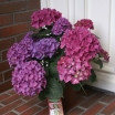 sadzonki -  Hortensja ogrodowa HOBERGINE (Hydrangea macrophylla) P14/20-30cm *K9