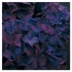 sklep ogrodniczy - Hortensja ogrodowa HOBERGINE (Hydrangea macrophylla) P14/20-30cm *K9
